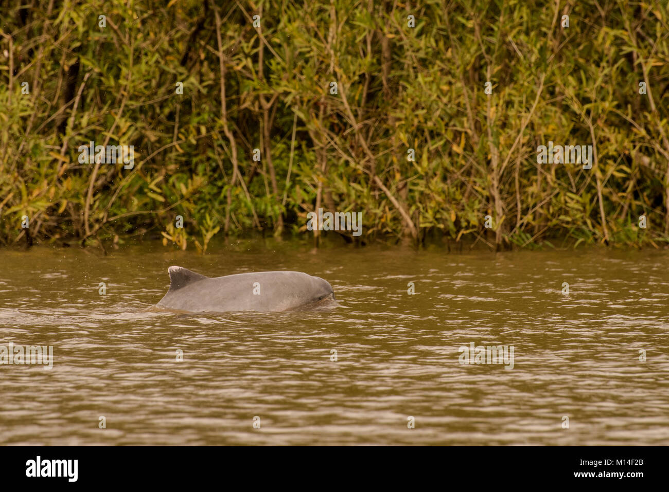 A rare amazon river dolphin surfaces for some air. Stock Photo