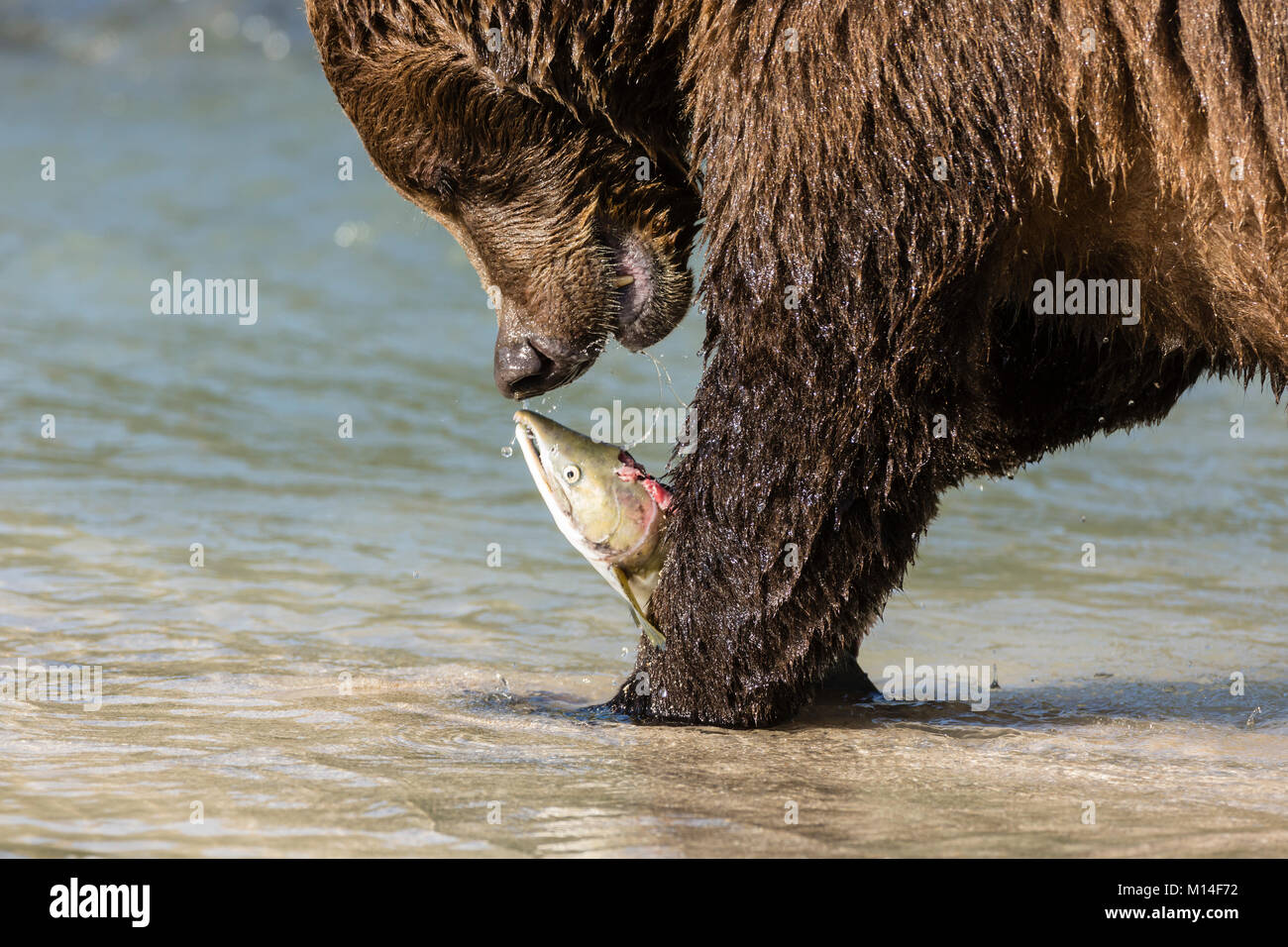 Brown bear eating salmon at Geographic Harbor in Katmai National Park in Southwestern Alaska. Stock Photo