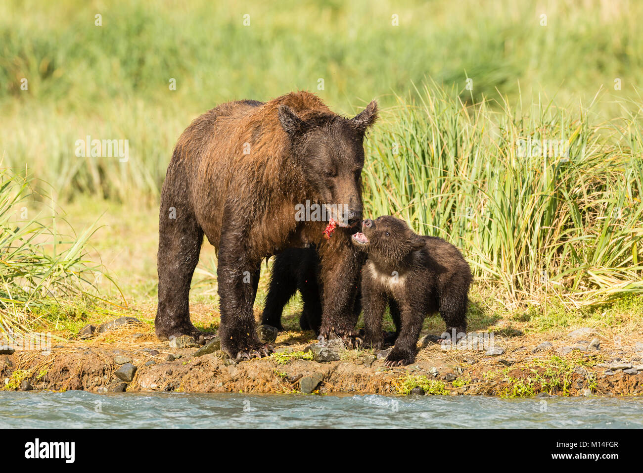 Brown bear cubs look for salmon scraps as its mother eats along ...