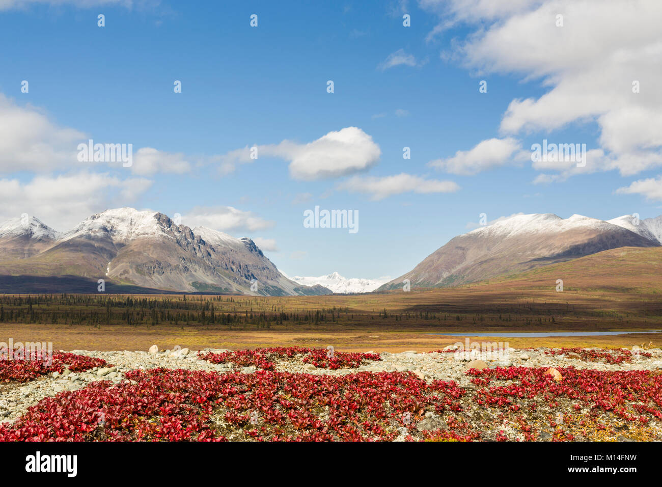 Bearberry leaves with Mount Moffit and McGinnis Peak of the Alaska Range seen through Landmark Gap in the background along the Denali Highway. Stock Photo