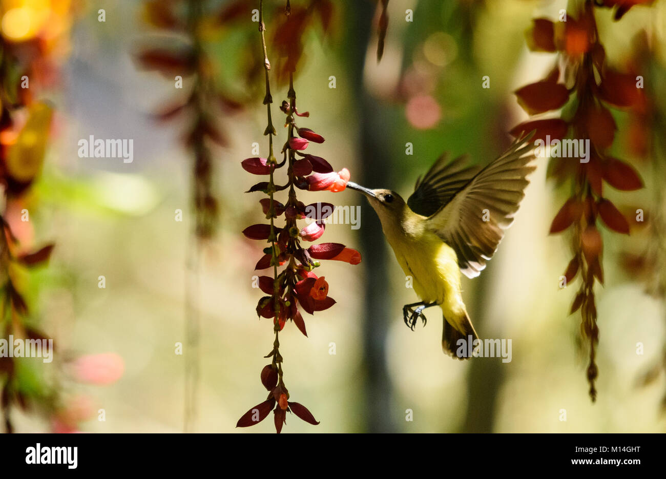 Spider hunter bird hovering and collecting honey from flowers. Stock Photo