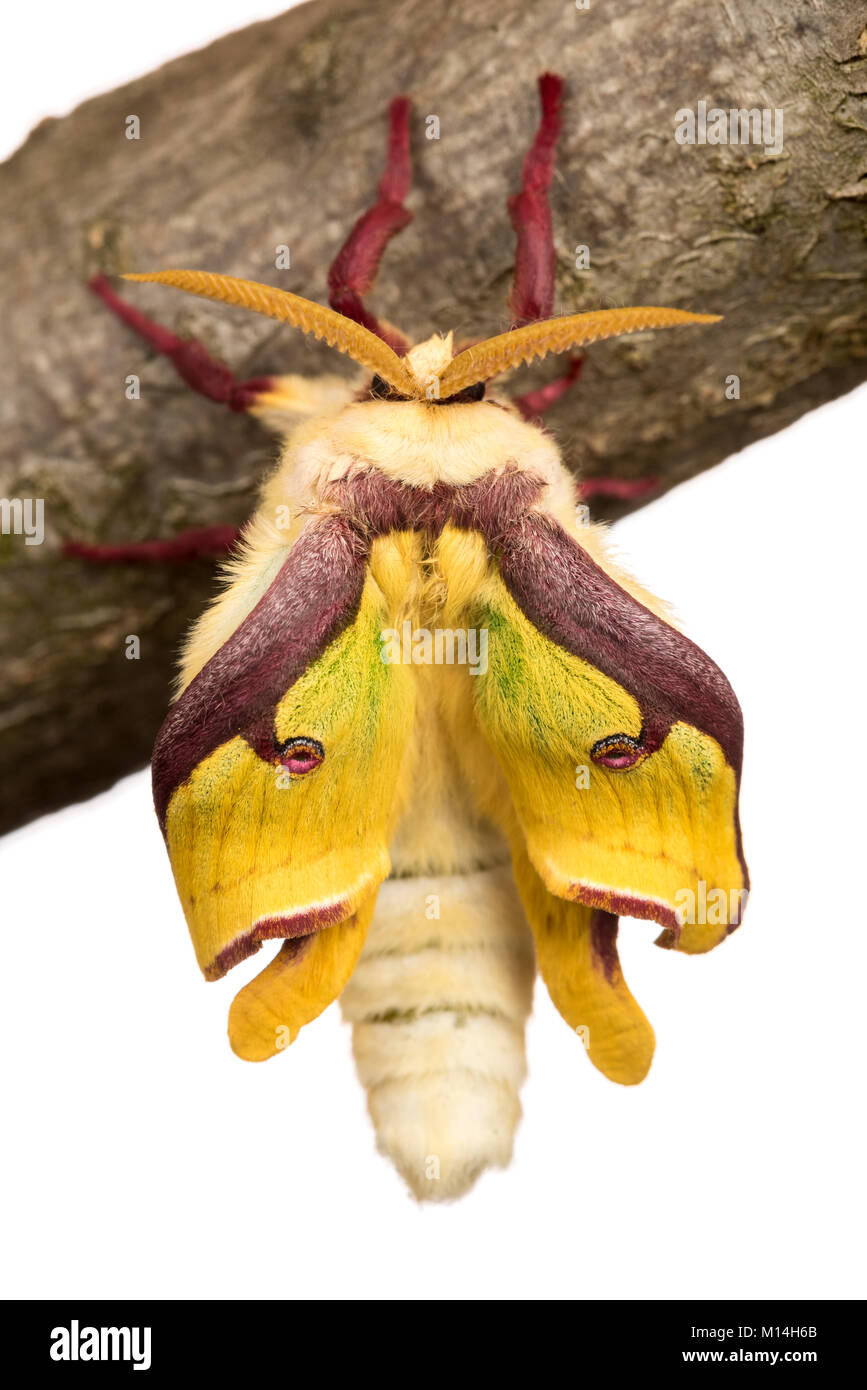 Newly (hatching) male Luna moth is yellow and turn green their wings expand and Stock - Alamy