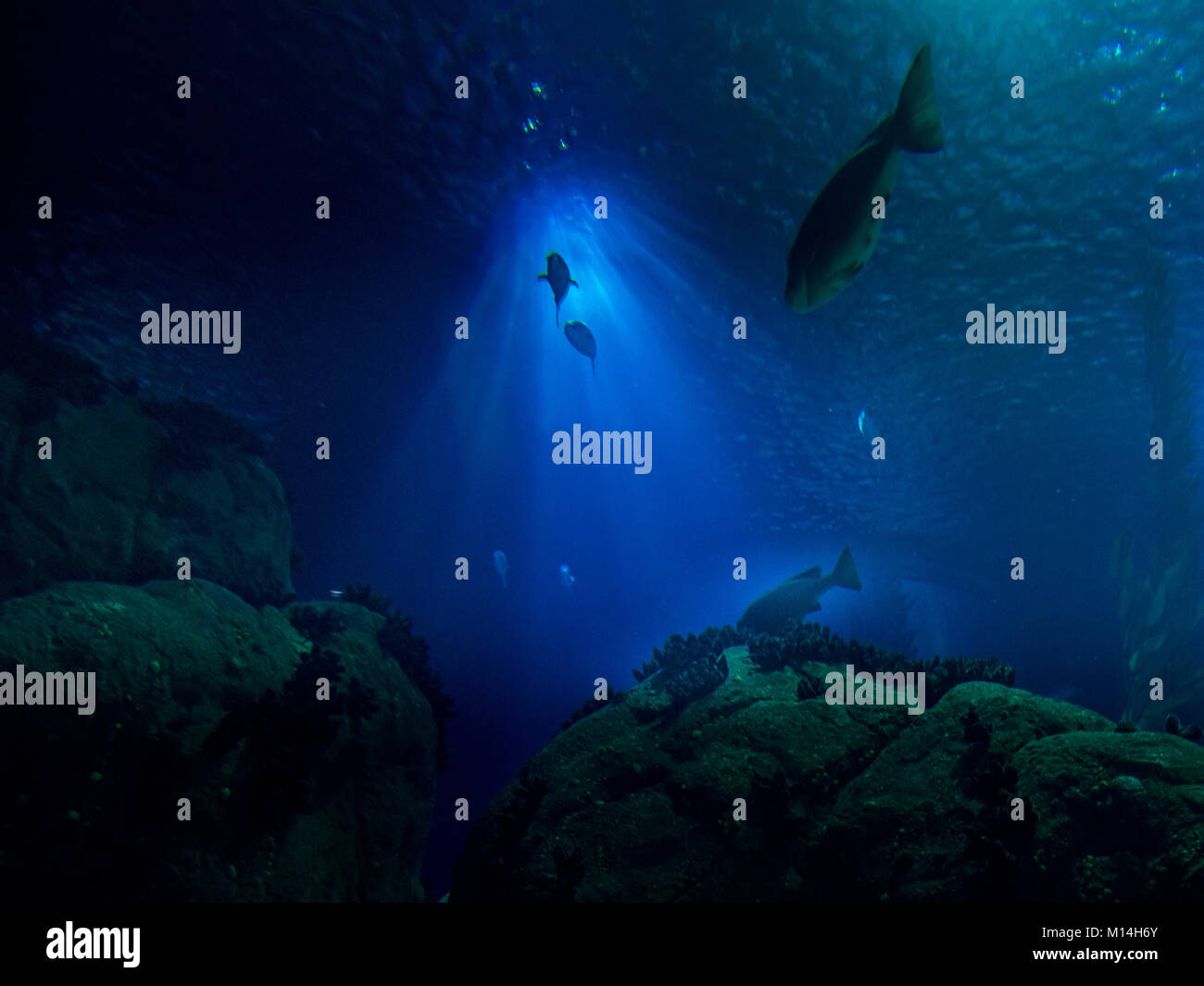 Dramatic underwater picture with fish Stock Photo