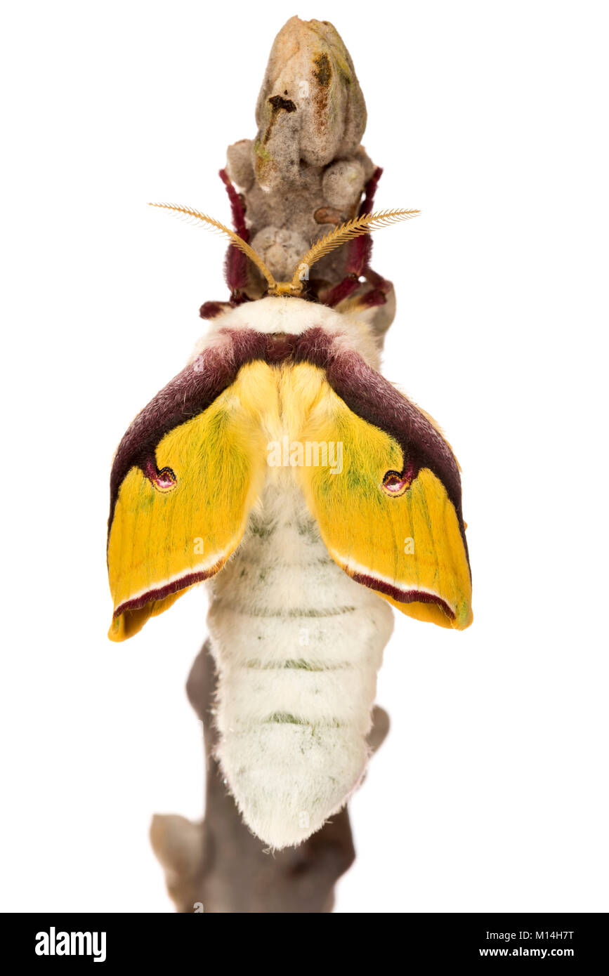 Newly eclosed (hatching) male Luna moth is yellow and turn green as their wings expand and harden. Stock Photo