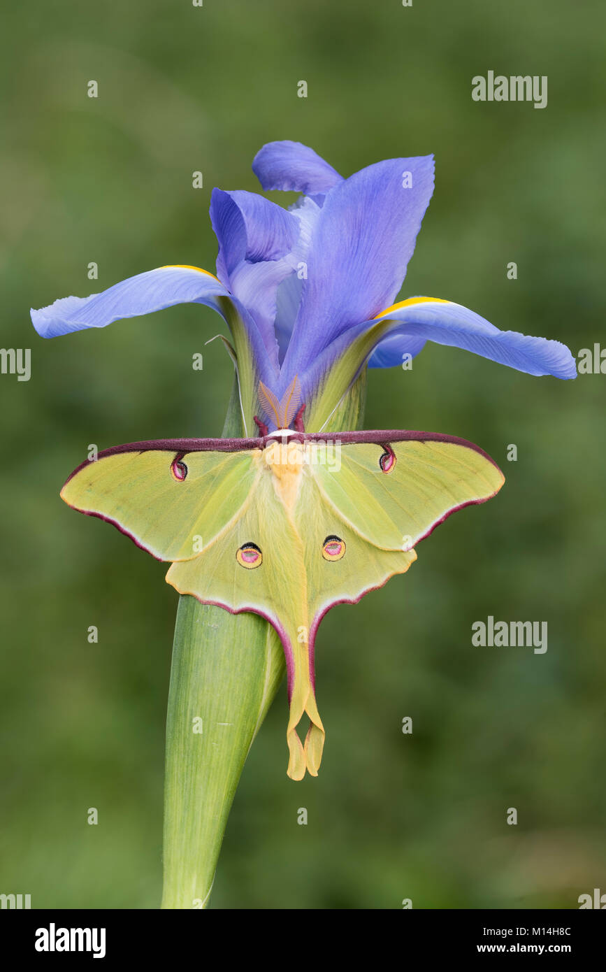 Male Luna Moth resting on blooming Blue Iris. Adult Luna moths are not capable of feeding or drinking but can be found on any natural vegetation. Stock Photo