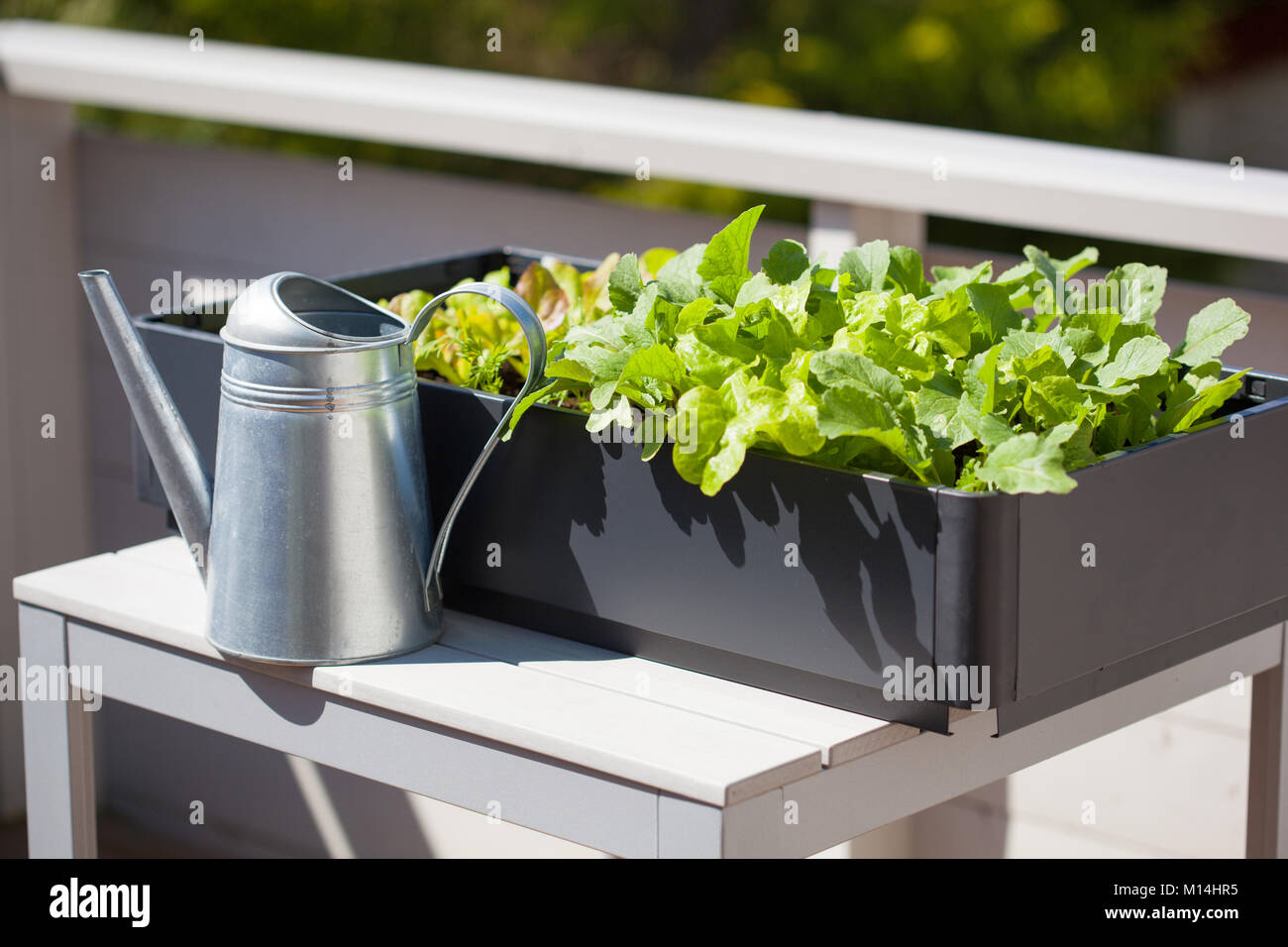 Container garden vegetables hires stock photography and images Alamy