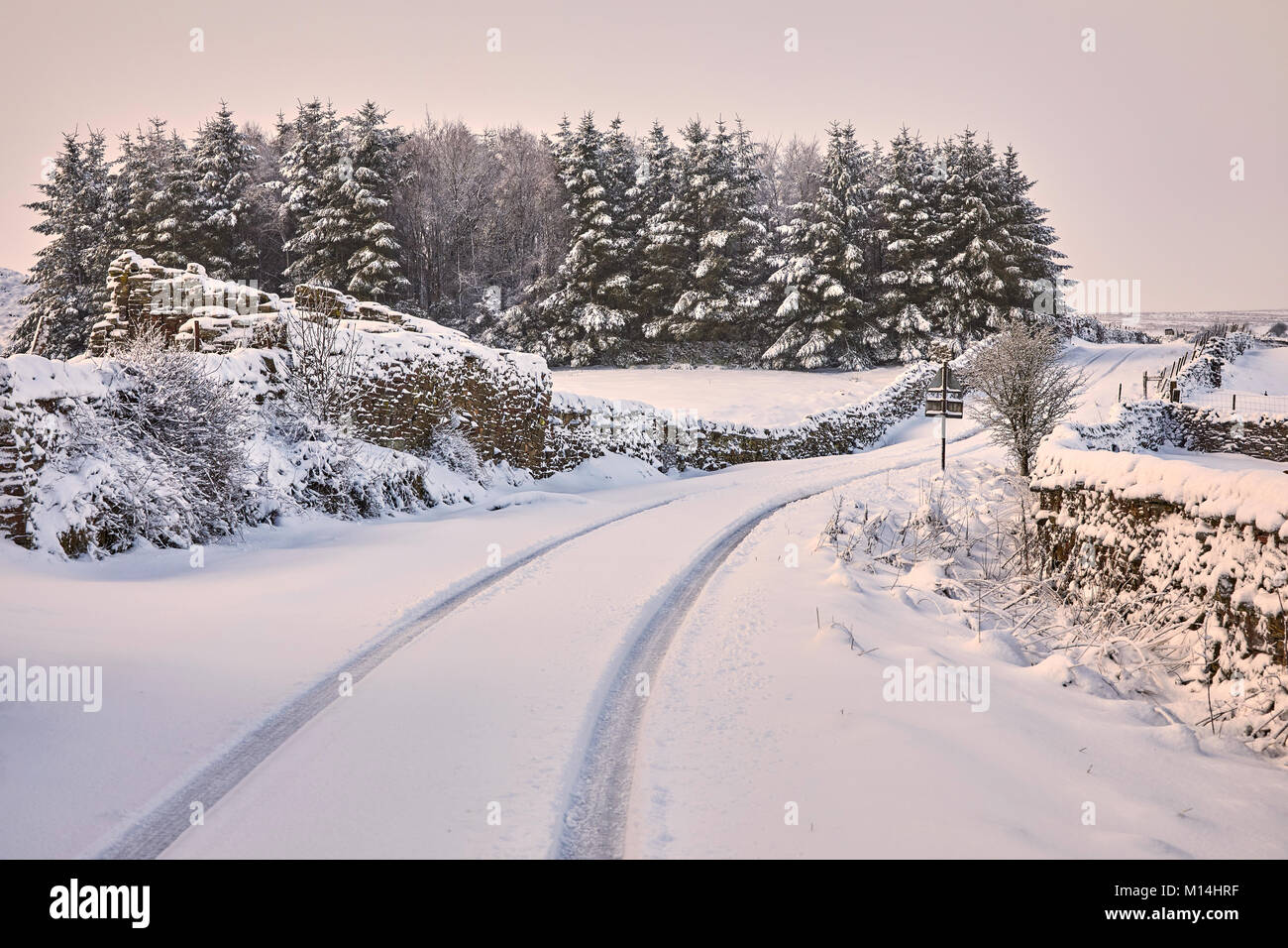 Snow laden pines and snow covered Peat Lane with single vehicle tracks. Stock Photo