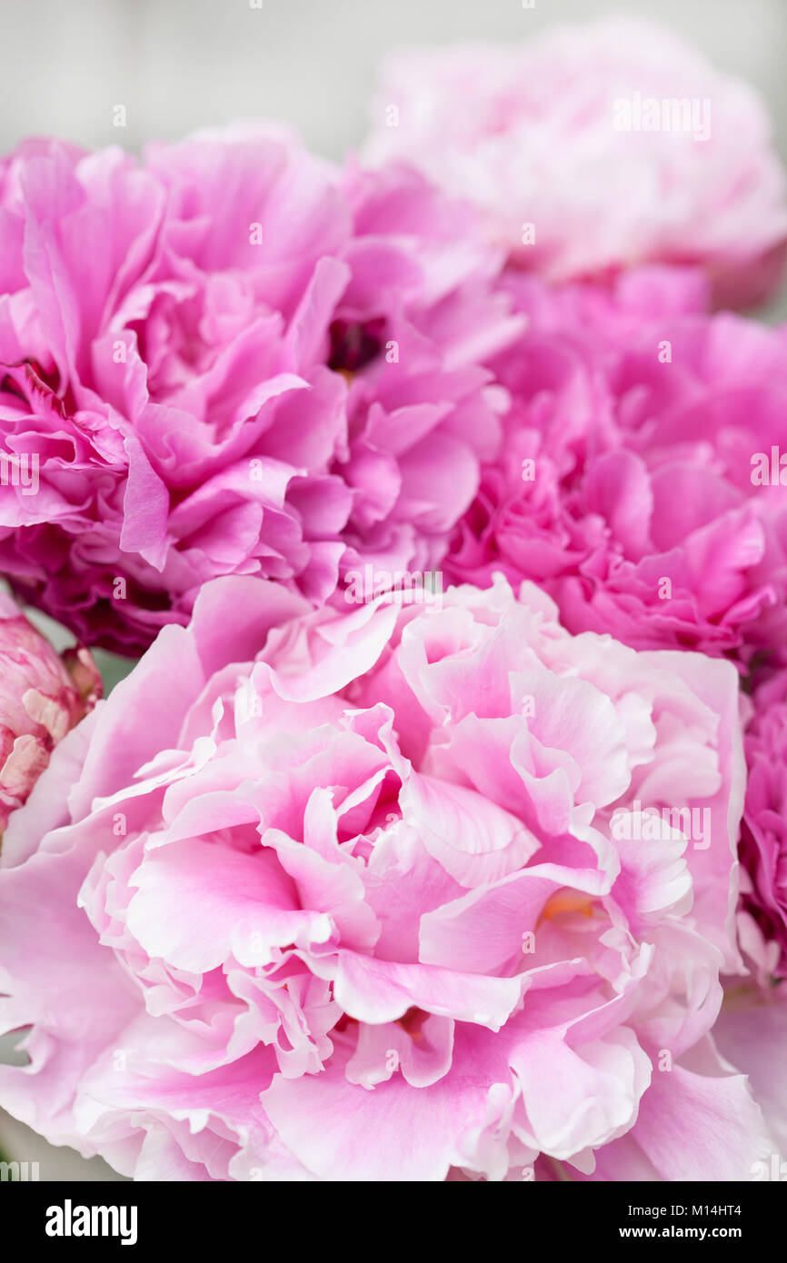 beautiful pink peony flower background Stock Photo - Alamy