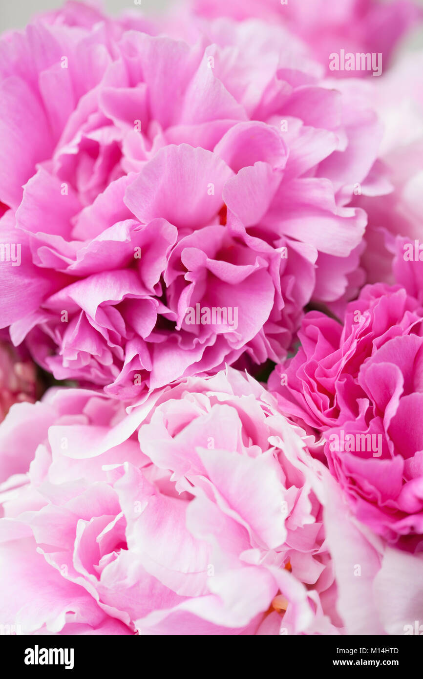beautiful pink peony flower background Stock Photo - Alamy