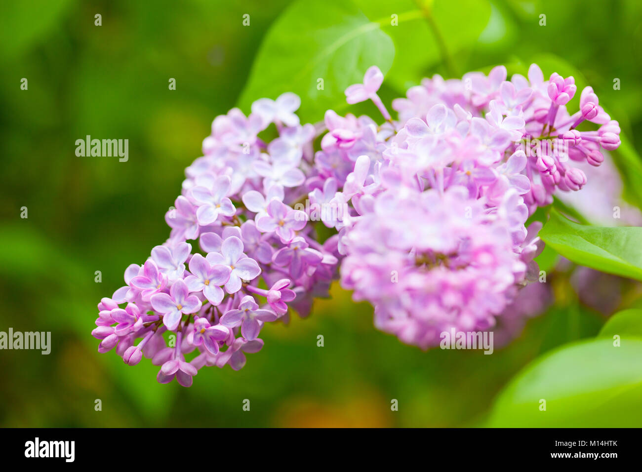 beautiful lilac flowers in garden Stock Photo Alamy