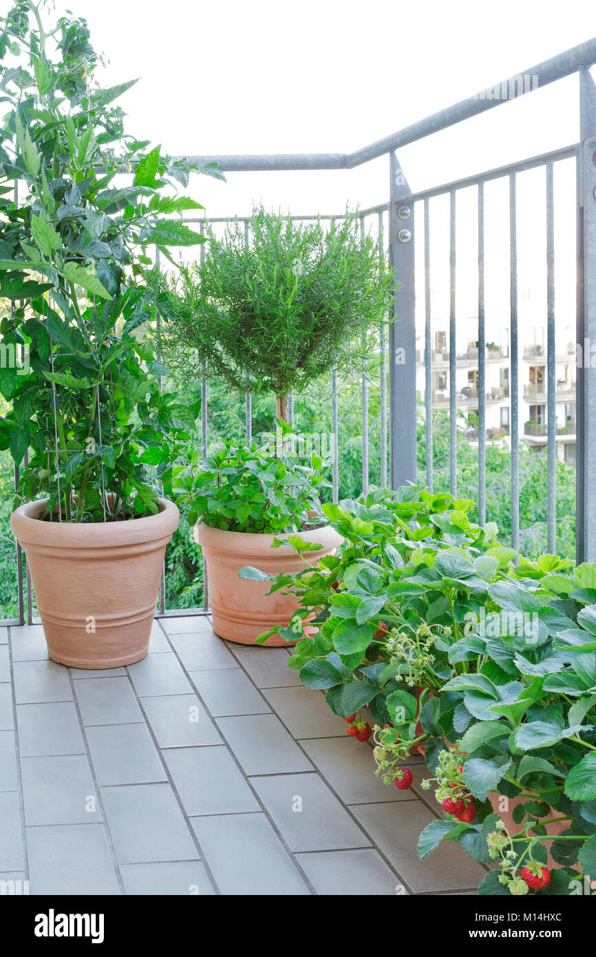 Terracotta pots with a tomato and peppermint plant, a rosemary tree and strawberry plants with lots of red berries on a balcony, urban gardening or fa Stock Photo