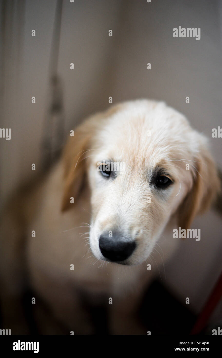 portrait of golden retriever puppy dog at home Stock Photo - Alamy