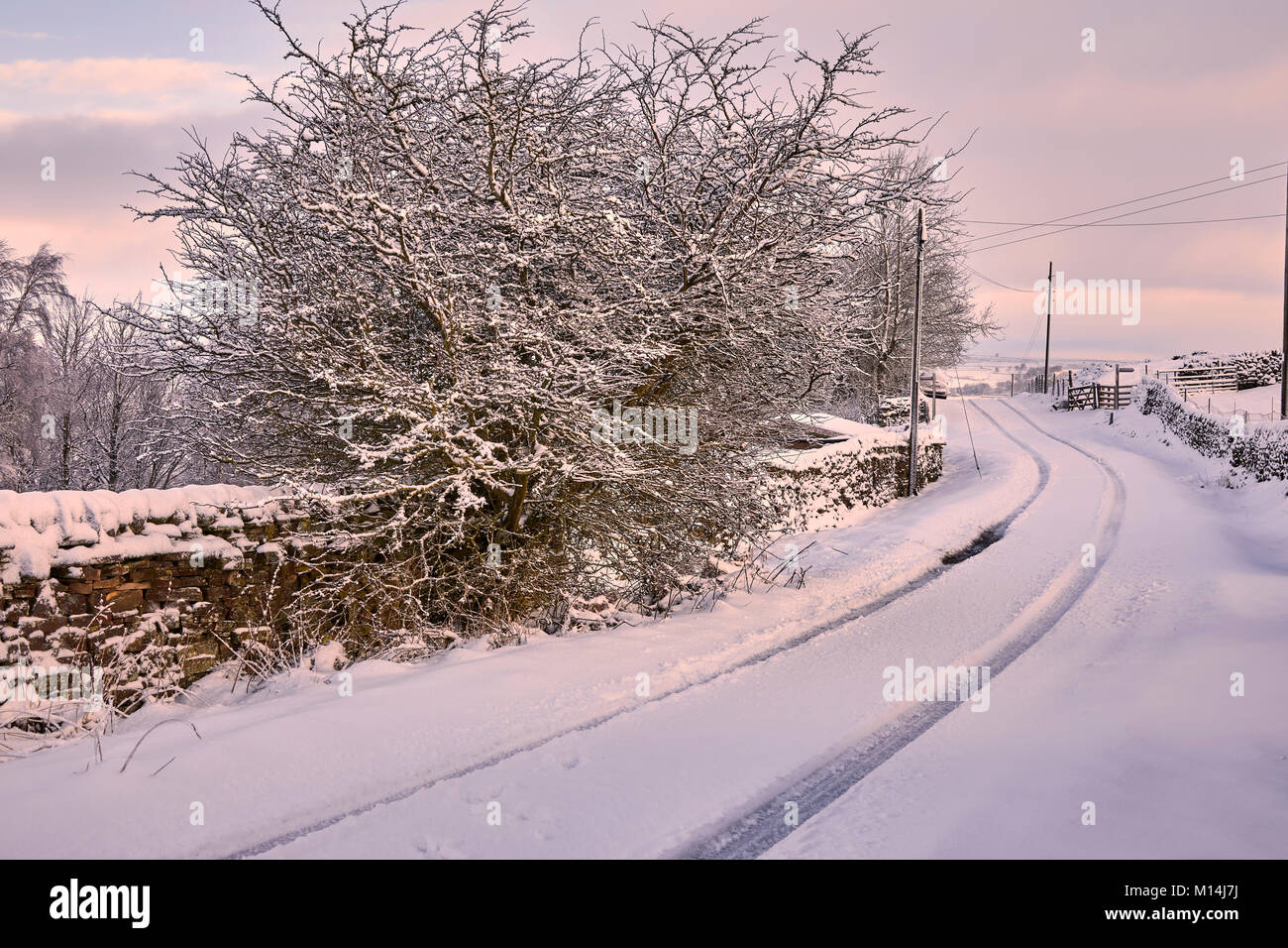 Snow laden Hawthorne and snow covered Peat Lane with single vehicle tracks. Stock Photo