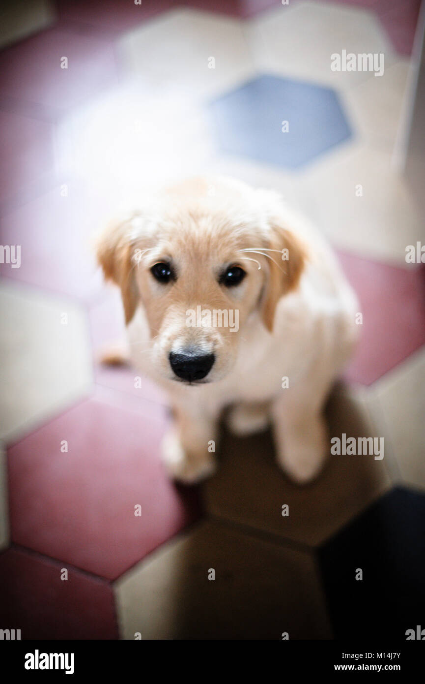 portrait of golden retriever puppy dog at home Stock Photo - Alamy