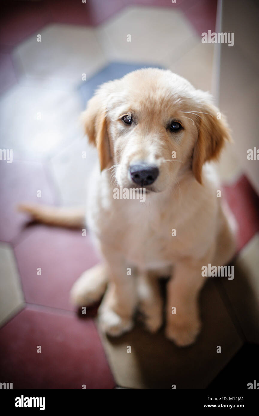 portrait of golden retriever puppy dog at home Stock Photo - Alamy