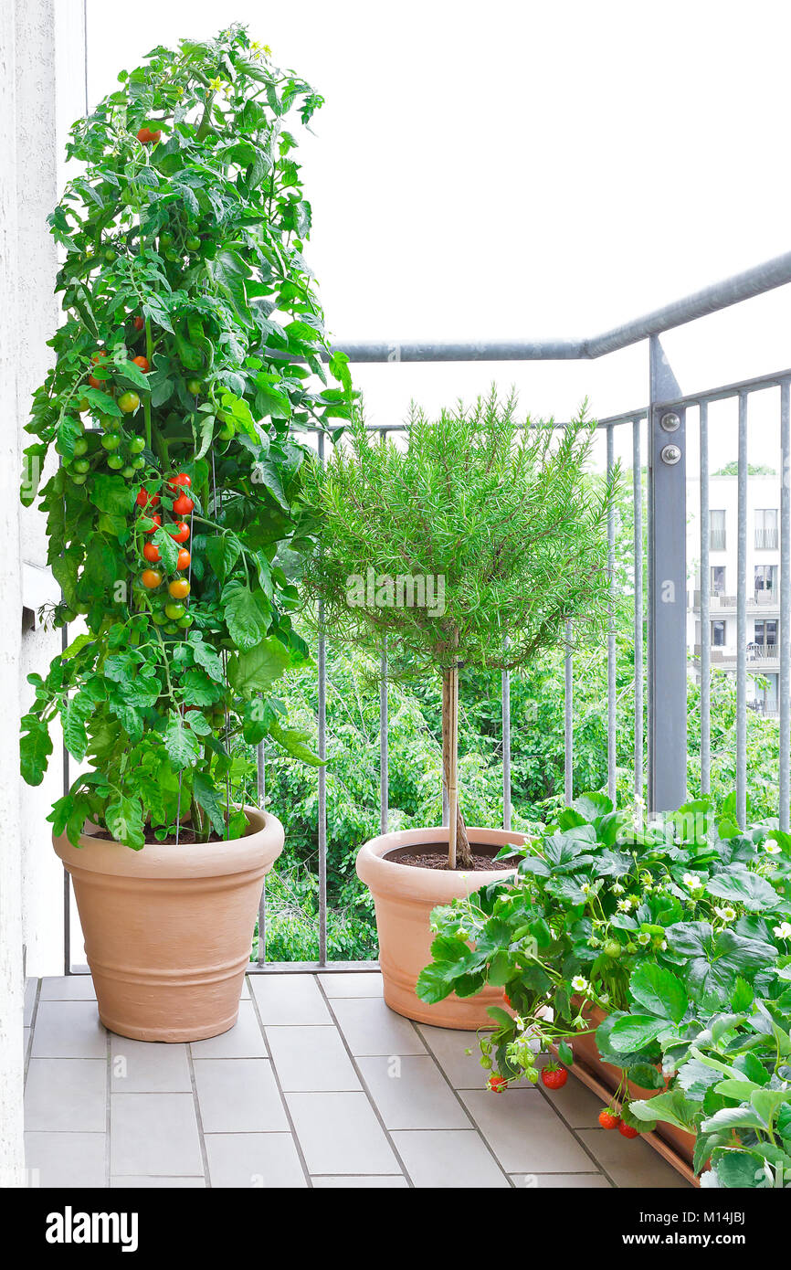 Terracotta pots with a tomato plant, a rosemary tree and strawberry plants with ripe tomatoes and strawberries on a balcony, urban gardening or farmin Stock Photo
