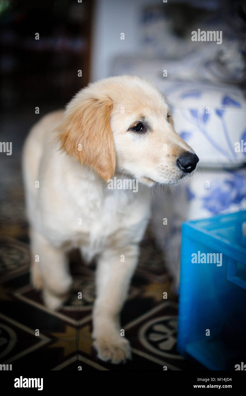 portrait of golden retriever puppy dog at home Stock Photo - Alamy