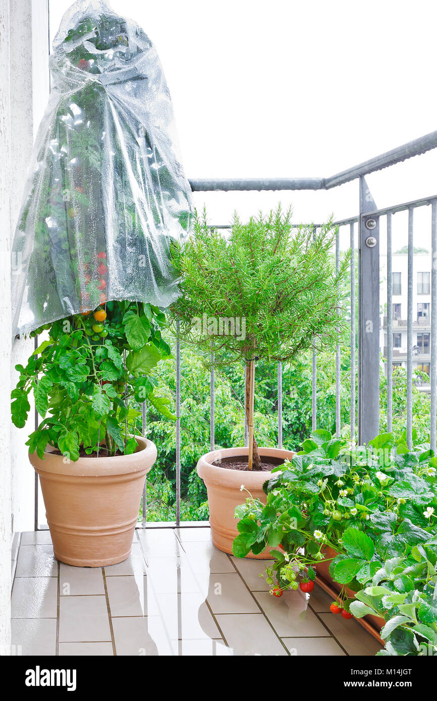 Terracotta pots with a tomato plant with red tomatoes and a plastic rain cover, a rosemary tree and strawberry plants with ripe berries on a wet balco Stock Photo