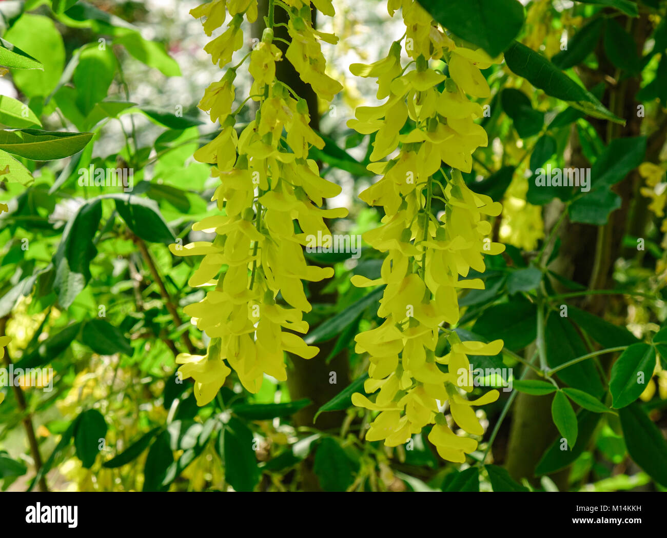 Cassia fistula (Golden shower) flowers blooming at botanic garden in spring time. Stock Photo