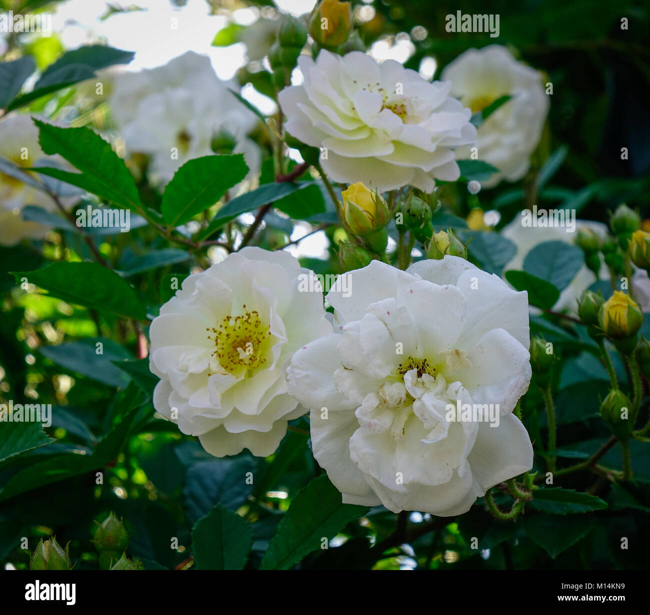White roses blooming at garden in spring time Stock Photo - Alamy