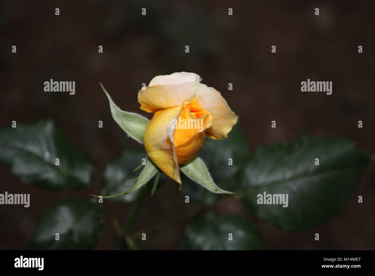 Beautiful pictures of Flowers and greenery taken around where I live. Nature is full of beauty! I love taking these types of pictures! Nature is great Stock Photo