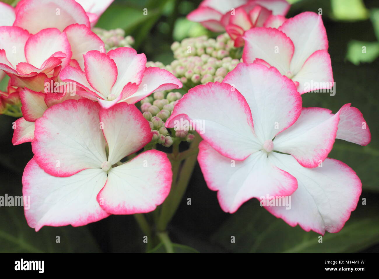 Hydrangea macrophylla lacecap hydrangea 'Love You Kiss' in flower in a garden border, UK. PBR Stock Photo