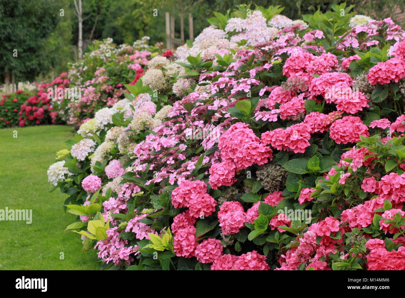 National hydrangea collection at Darley Park, Derby, England, UK - summer Stock Photo