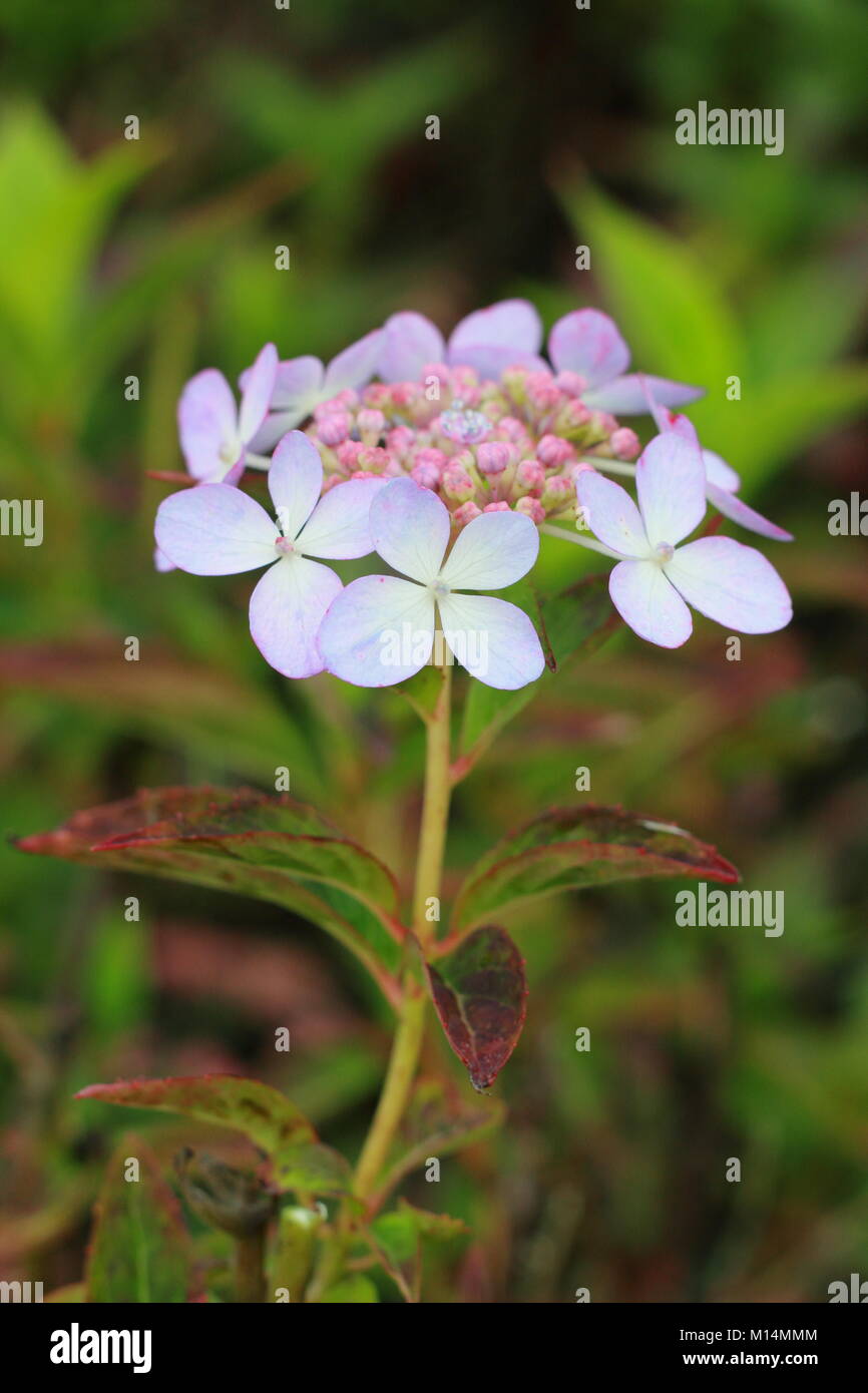 Lace cap hydrangea hires stock photography and images Alamy