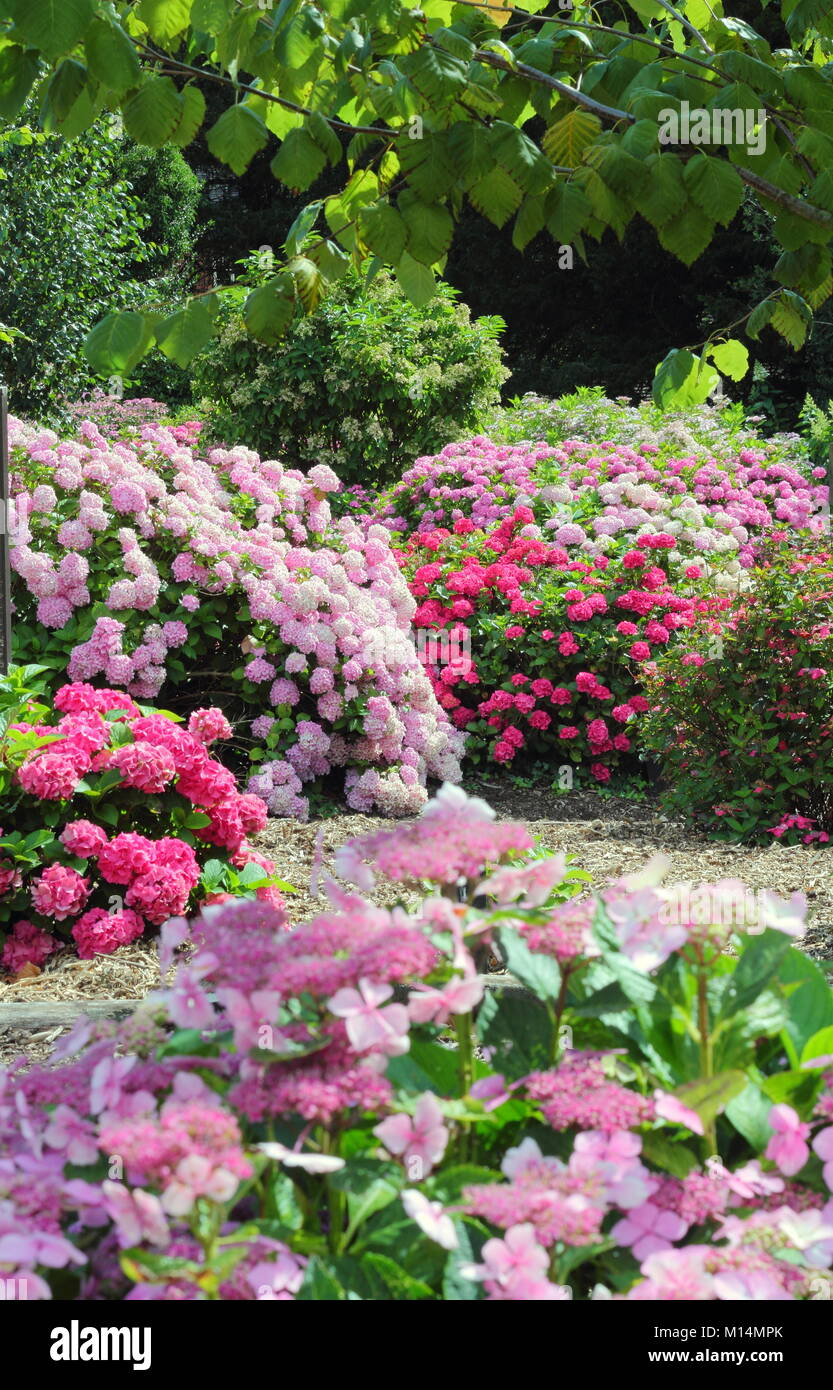 National hydrangea collection at Darley Park, Derby, England, UK - summer Stock Photo