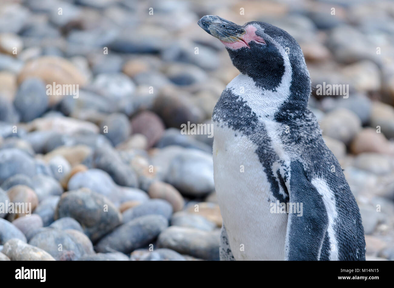 A Humbolt Penguin on the rocks Stock Photo