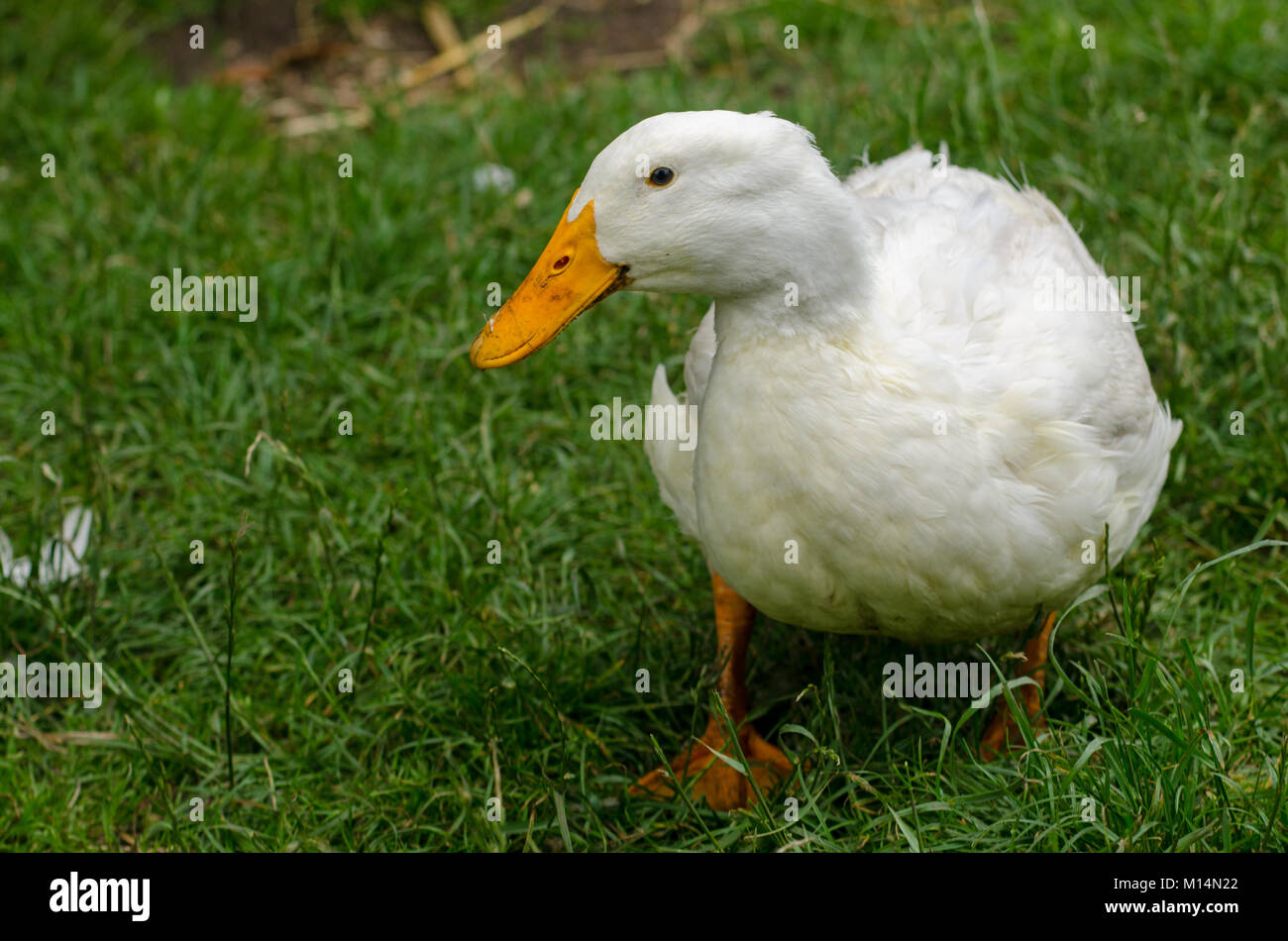 A duck walks around on the grass Stock Photo - Alamy