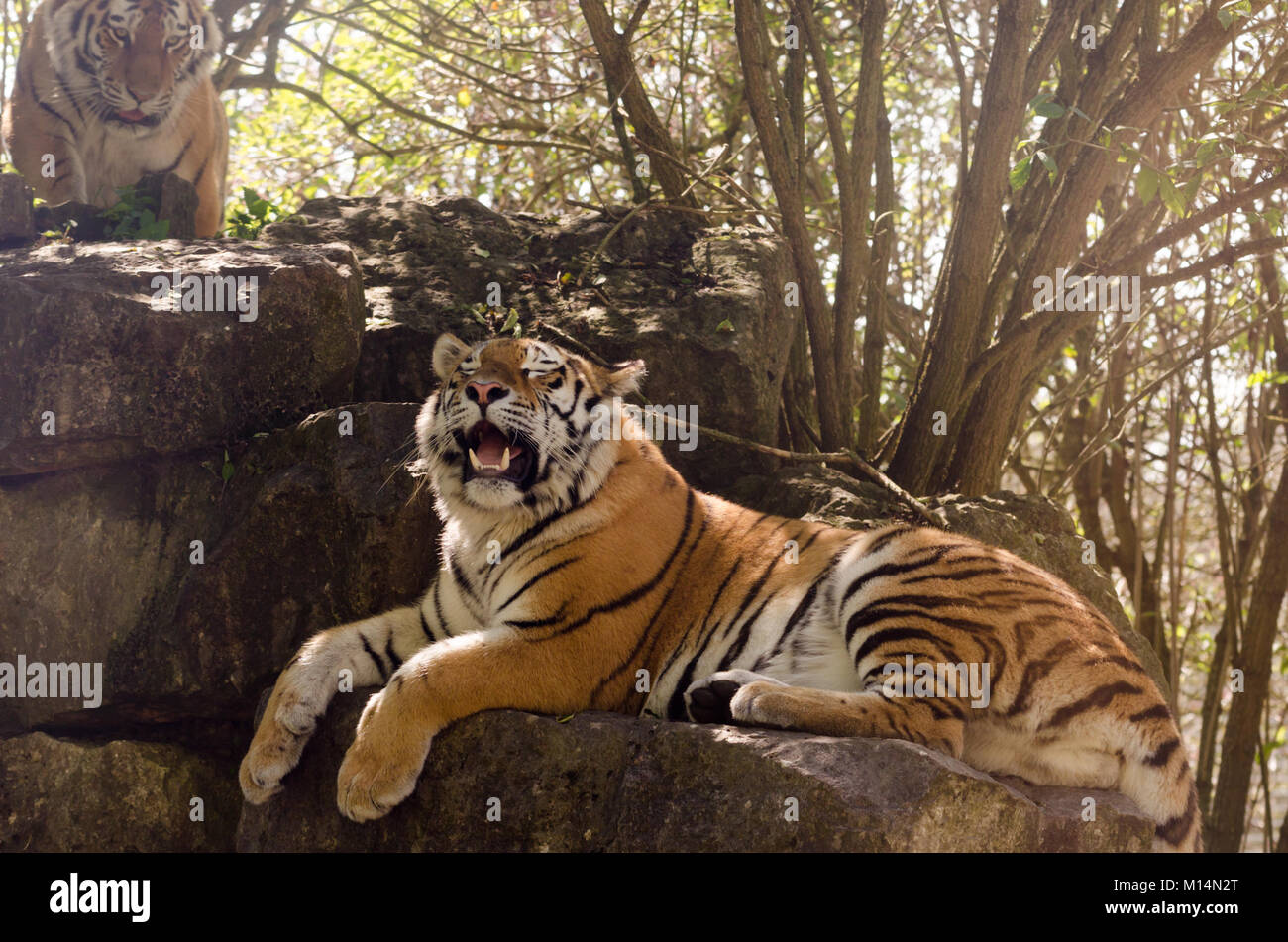An Amur tiger prowling in the undergrowth Stock Photo
