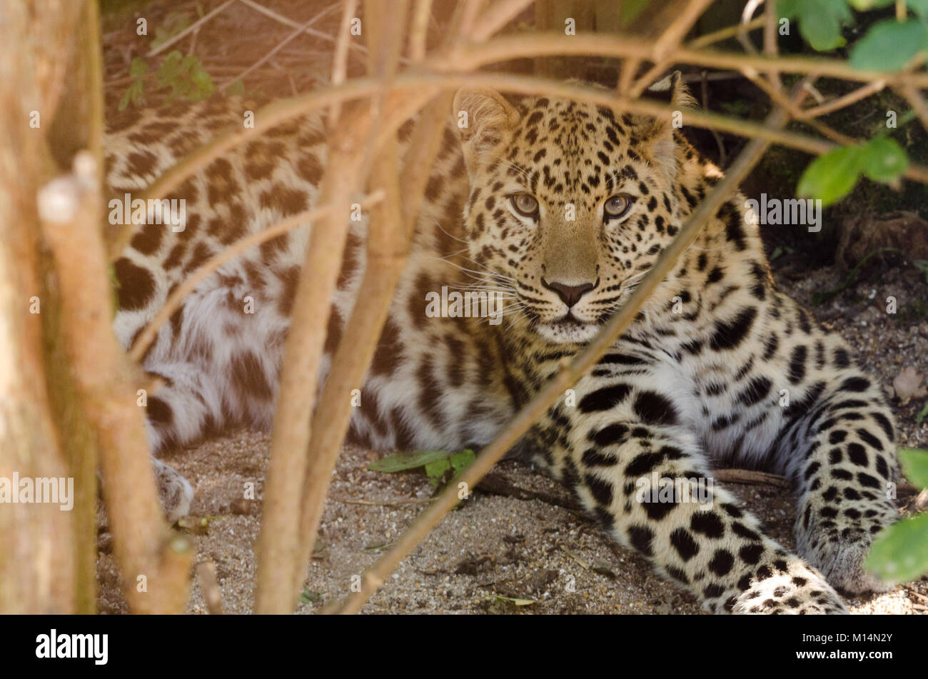 Amur leopard breeding animal hi-res stock photography and images - Alamy