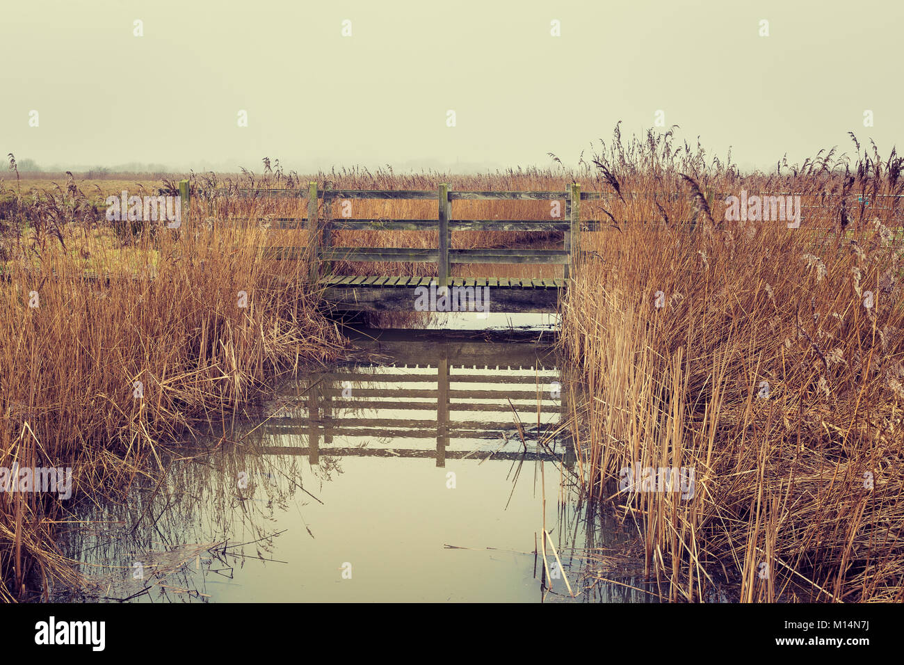 Reeds and Drainage Channel at Blue House Farm Nature Reserve in Essex Stock Photo Alamy