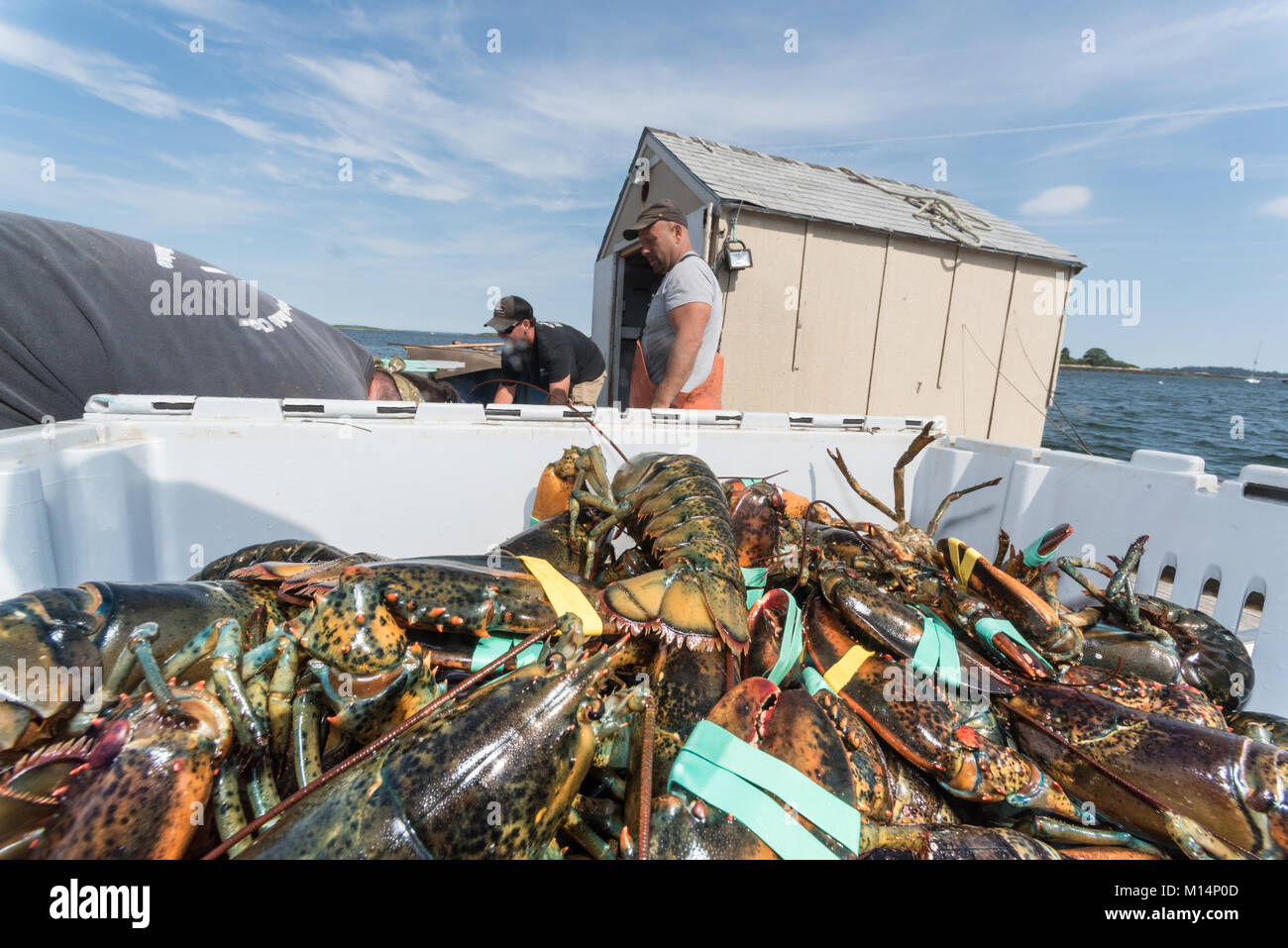Crate of lobsters on lobster smack. Chebeague Island, Casco Bay, Maine