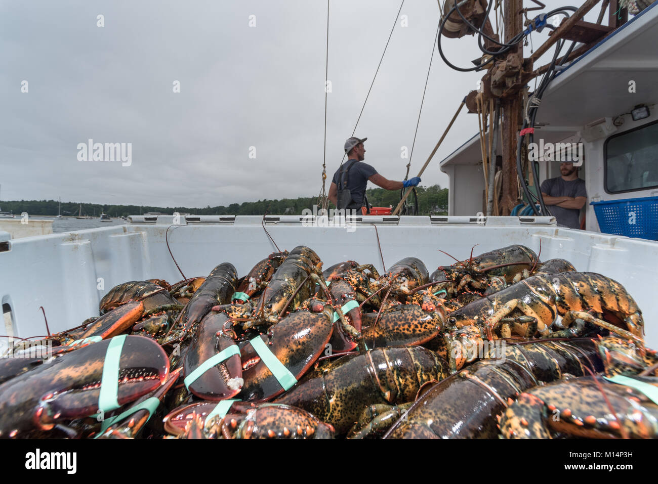 Crate of lobsters being of loaded. Chebeague Island, Casco Bay, Maine