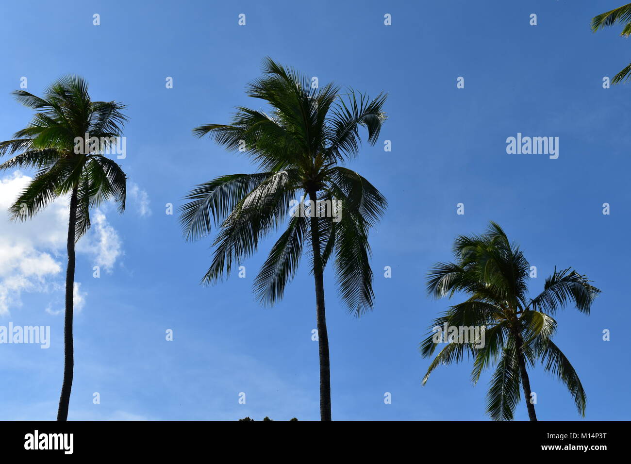 Relaxing palm trees hi-res stock photography and images - Alamy