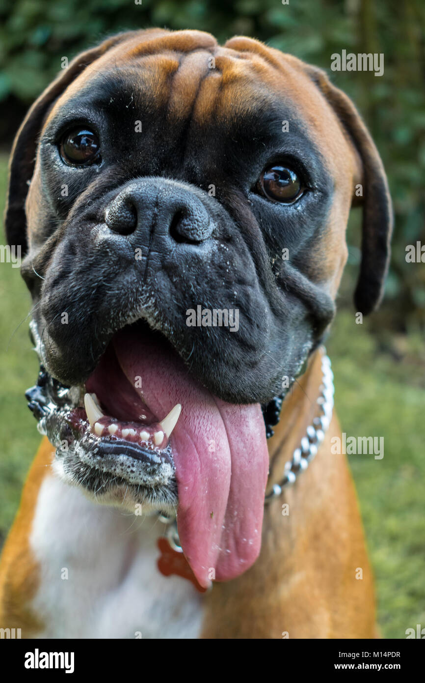 Boxer Dog Teeth Stock Photos & Boxer Dog Teeth Stock Images Alamy