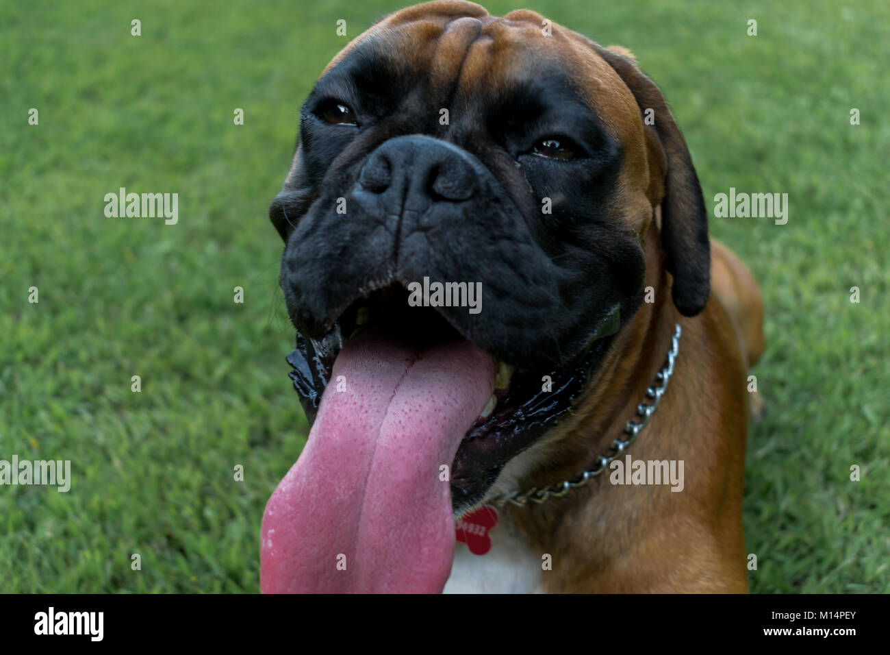 Boxer dog teeth hires stock photography and images Alamy