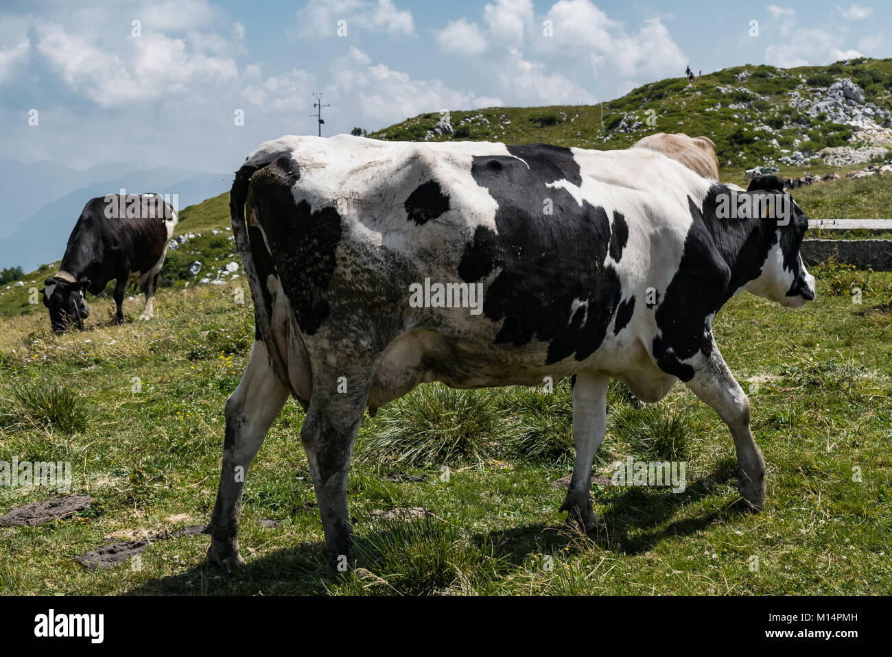 Cows In Italy cows in monte baldo, italy Stock Photo - Alamy