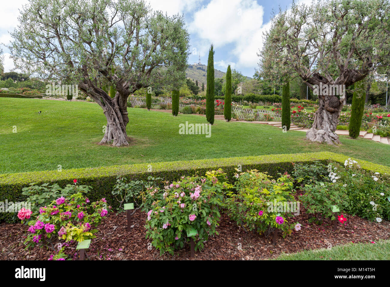 Park Cervantes,rose garden,Barcelona Stock Photo Alamy