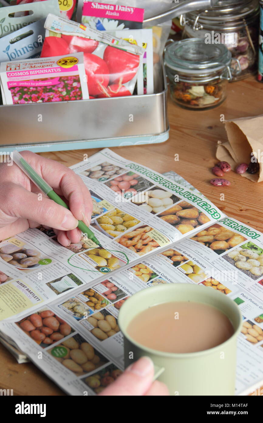 Ordering seed potatoes from a catalogue in winter (January), UK Stock Photo
