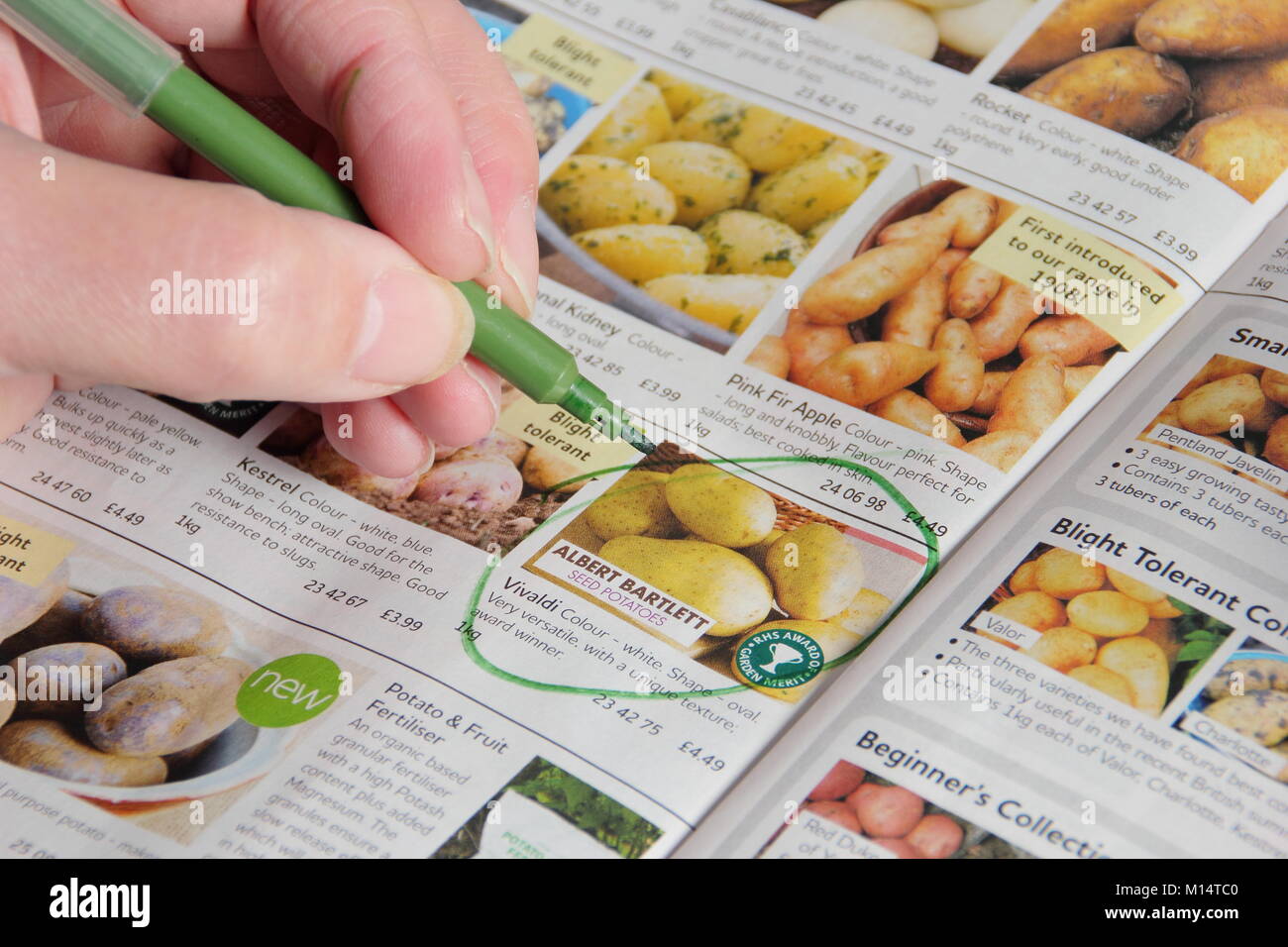 Ordering seed potatoes from a catalogue in winter (January), UK Stock Photo
