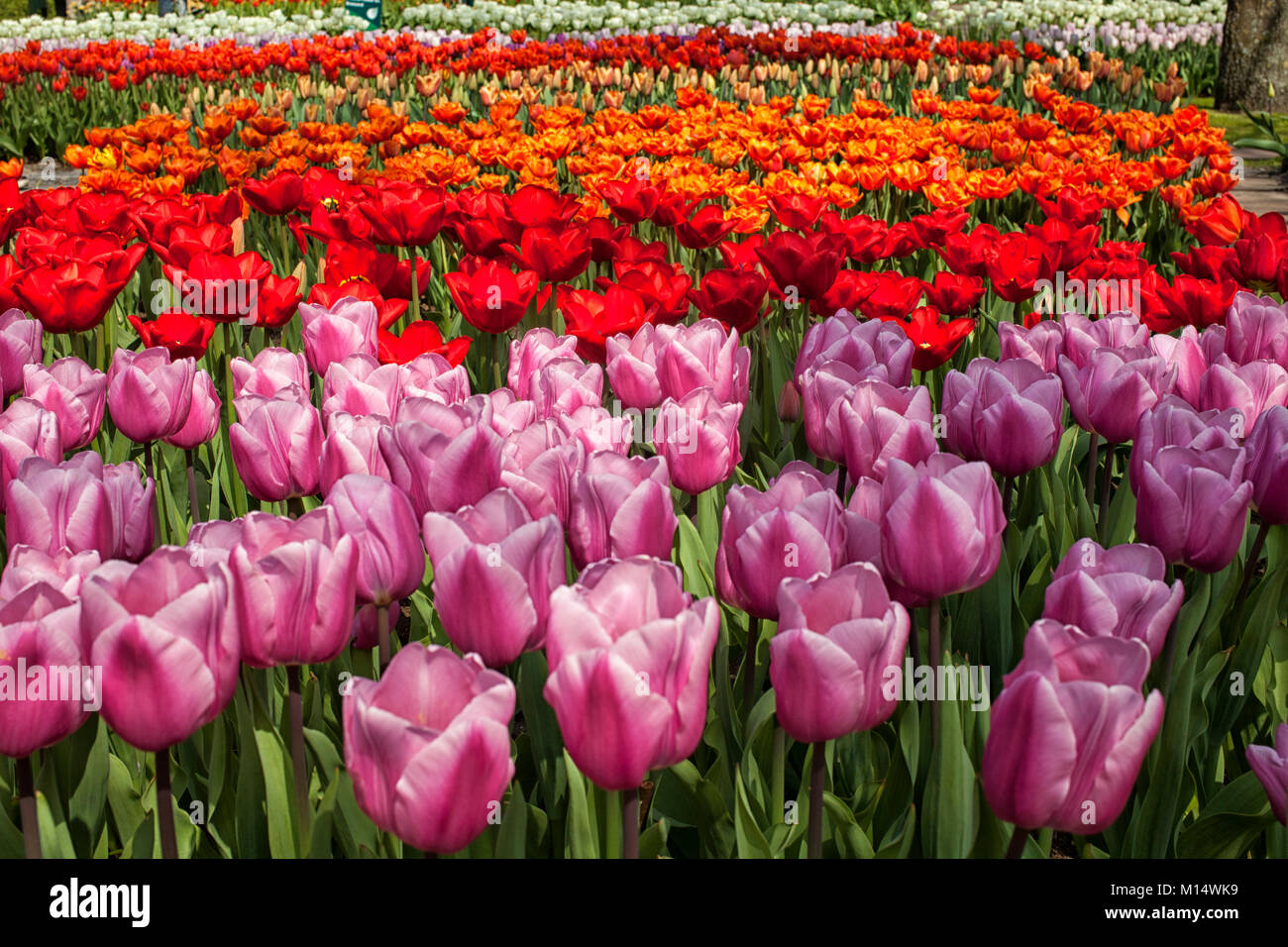Rows of colorful tulips in the Netherlands Stock Photo - Alamy
