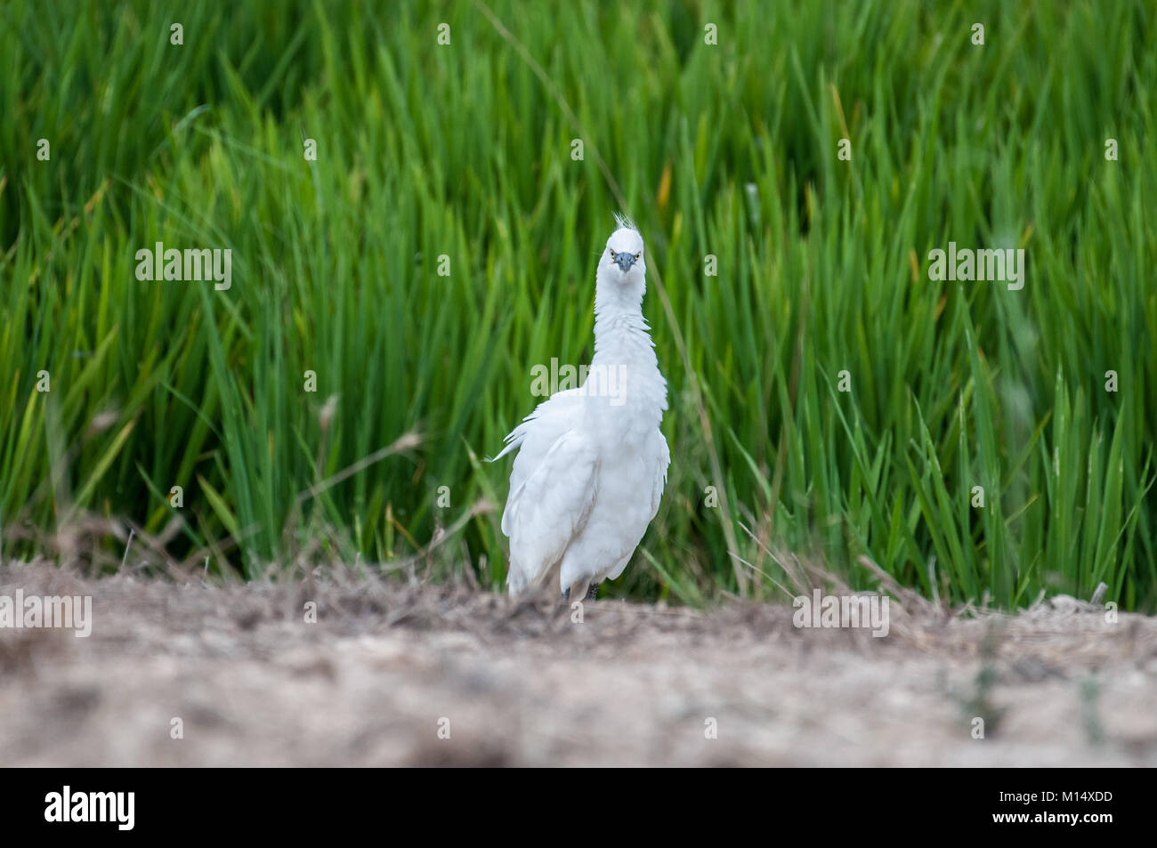 little egret (Egretta garzetta) on a rice field, Ebro Delta, Tarragona, Catalonia, Spain Stock Photo