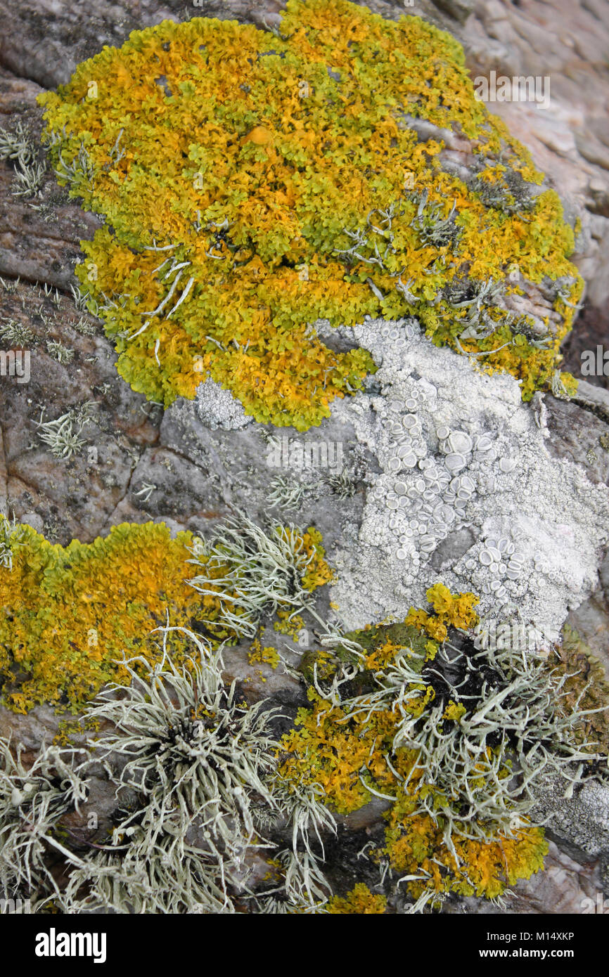 Coastal Lichens Anglesey, UK Stock Photo
