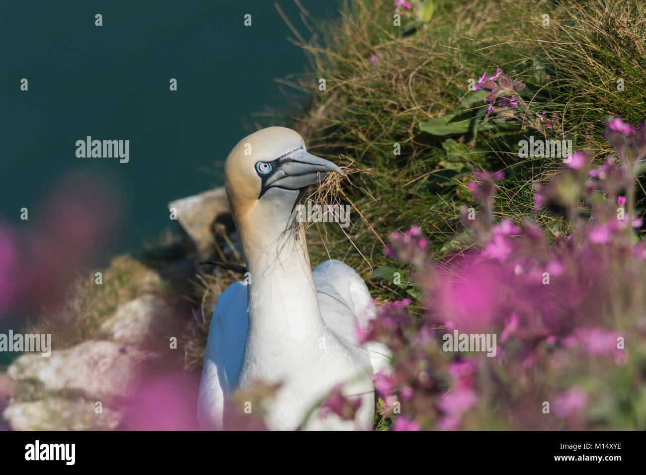 Gannet flowers hi-res stock photography and images - Alamy