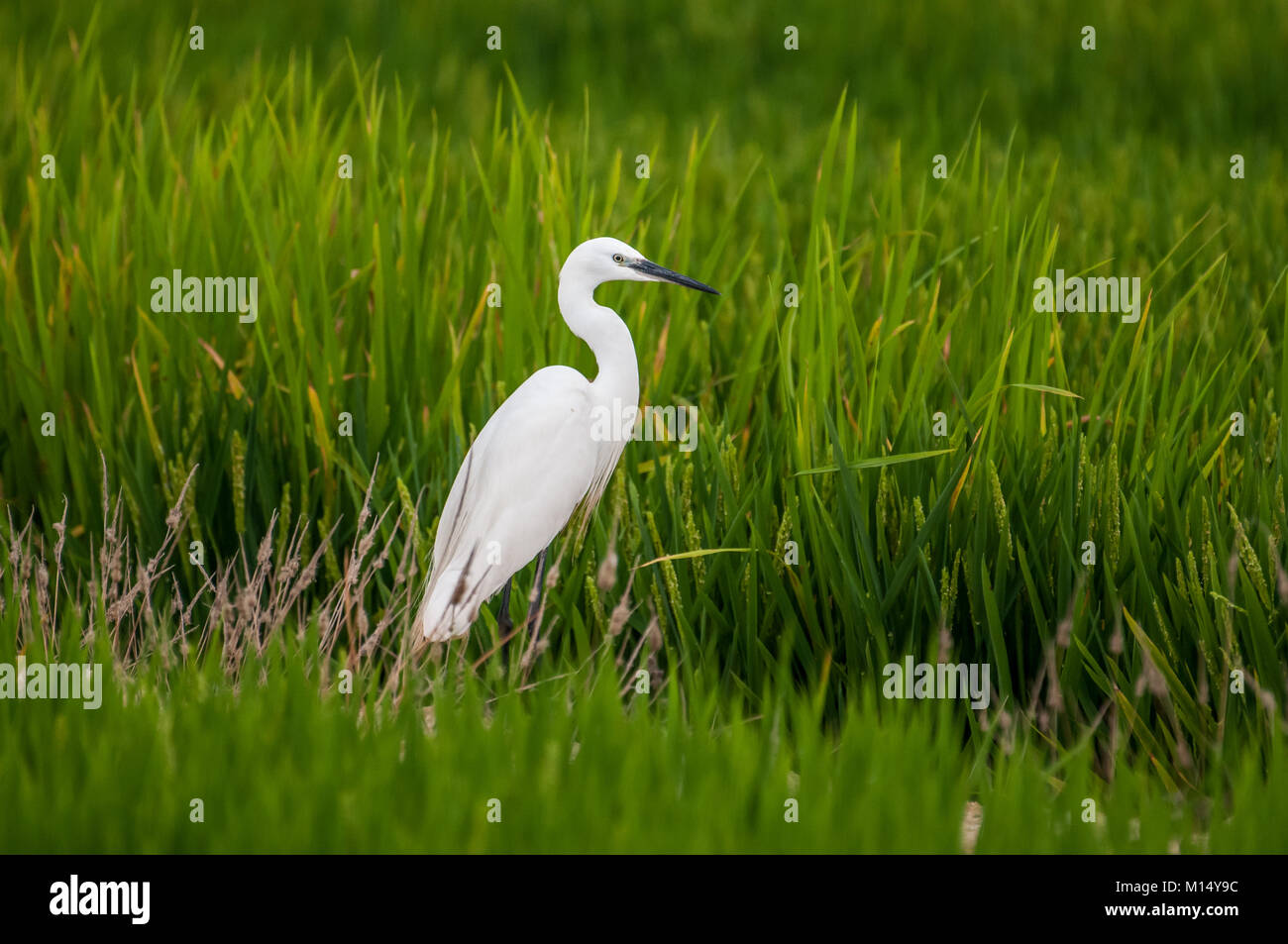 little egret (Egretta garzetta) in the middle of a rice field, Ebro delta, Tarragona, Catalonia, Spain Stock Photo
