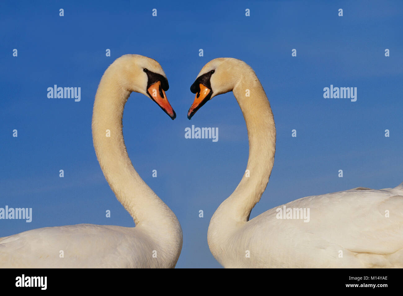 The Netherlands. 's-Graveland. Mute swans (Cygnus olor). Courtship behaviour. Stock Photo