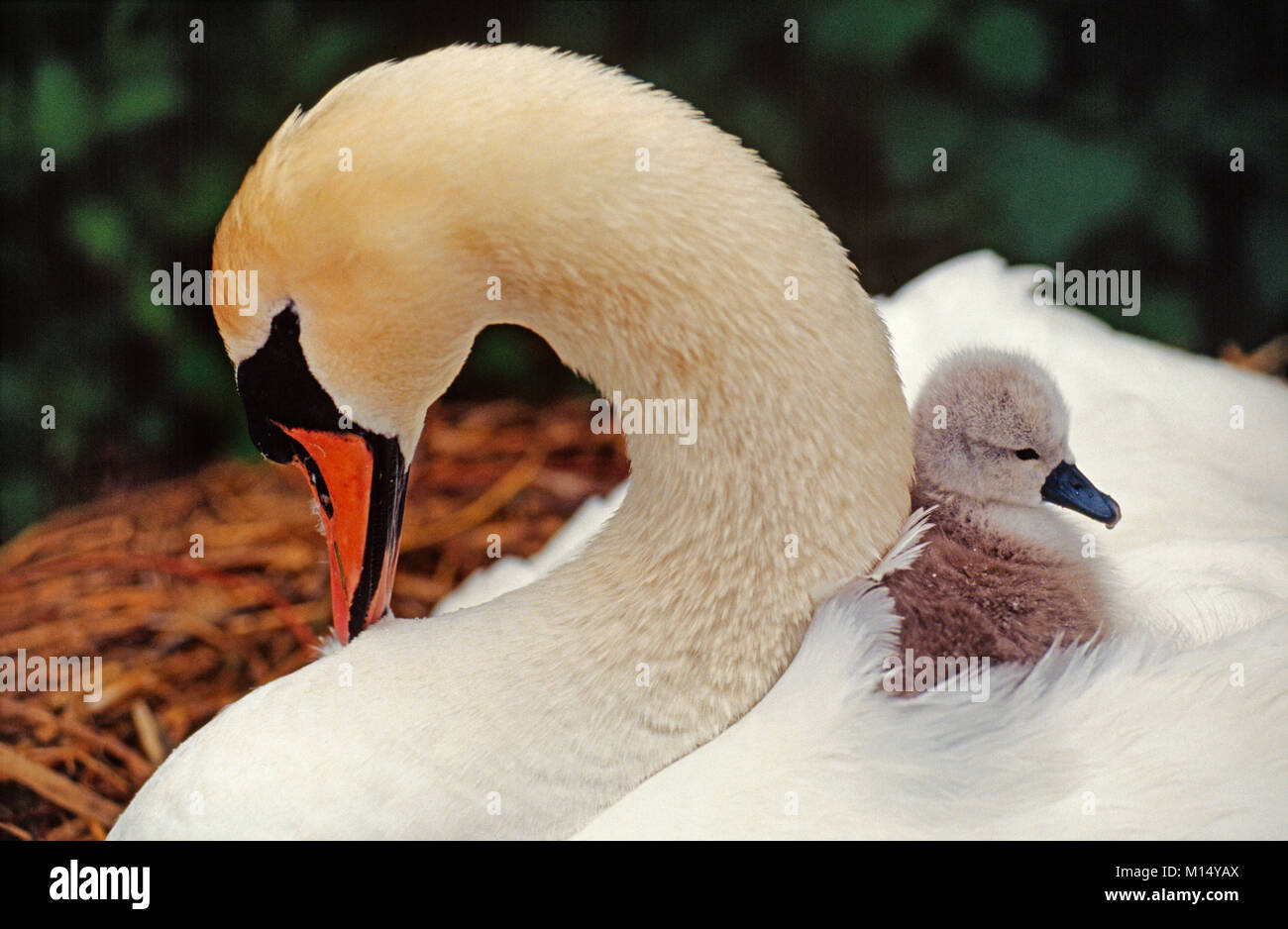 The Netherlands. 's-Graveland. Mute swan and young (Cygnus olor).  Young sitting in back. Stock Photo